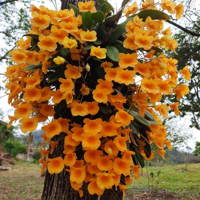 A Beautiful Orchid In My Garden