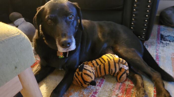 Vader Is 15 And The Best Dog In The History Of Dogs.