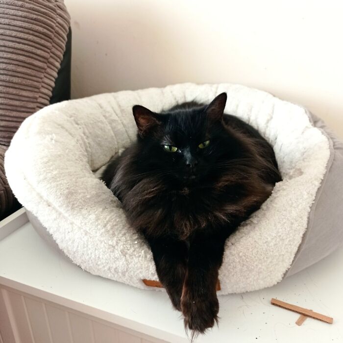 My Beautiful Magic Fuzzypaws, My Lifesaver ❤️