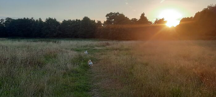 I Call This "Puppy Bottoms By Sunset"