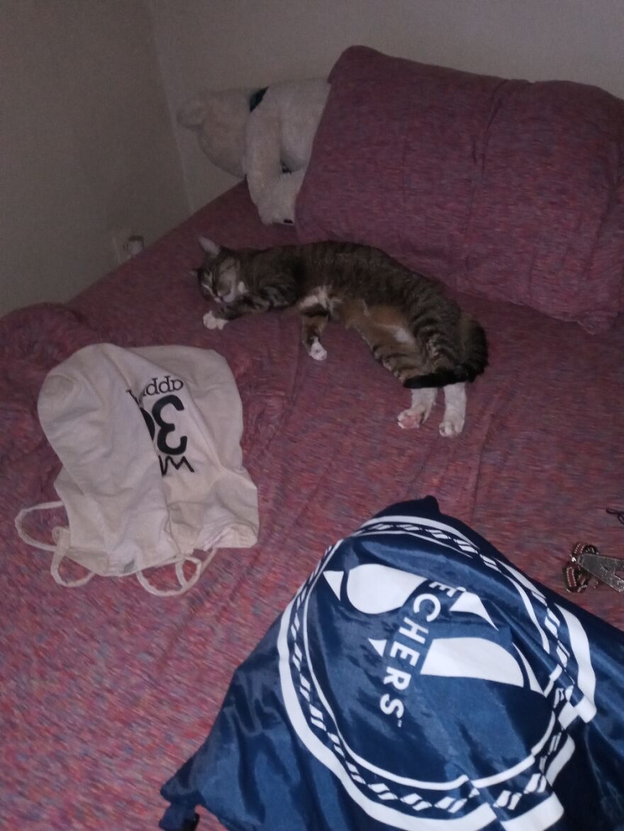 Just My Baby Keeping Space Warm Till I Come Home From Work🐱🐱 #mybuddy