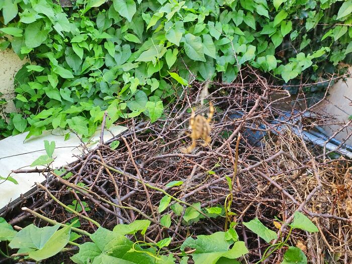 This Is A Cardinal Spider That Is Currently Living In The Car Park.