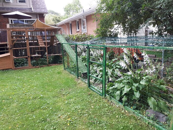 A 43 Foor Cat Enclosure With Access Through My Dining Room Window