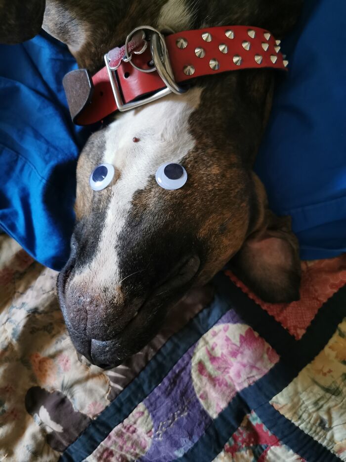 Buster Will Literally Sleep Through Anything. He's My Big Doofy Boy