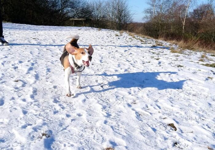 My Beagle's First Experience Of Playing In Snow, A Few Years Ago.