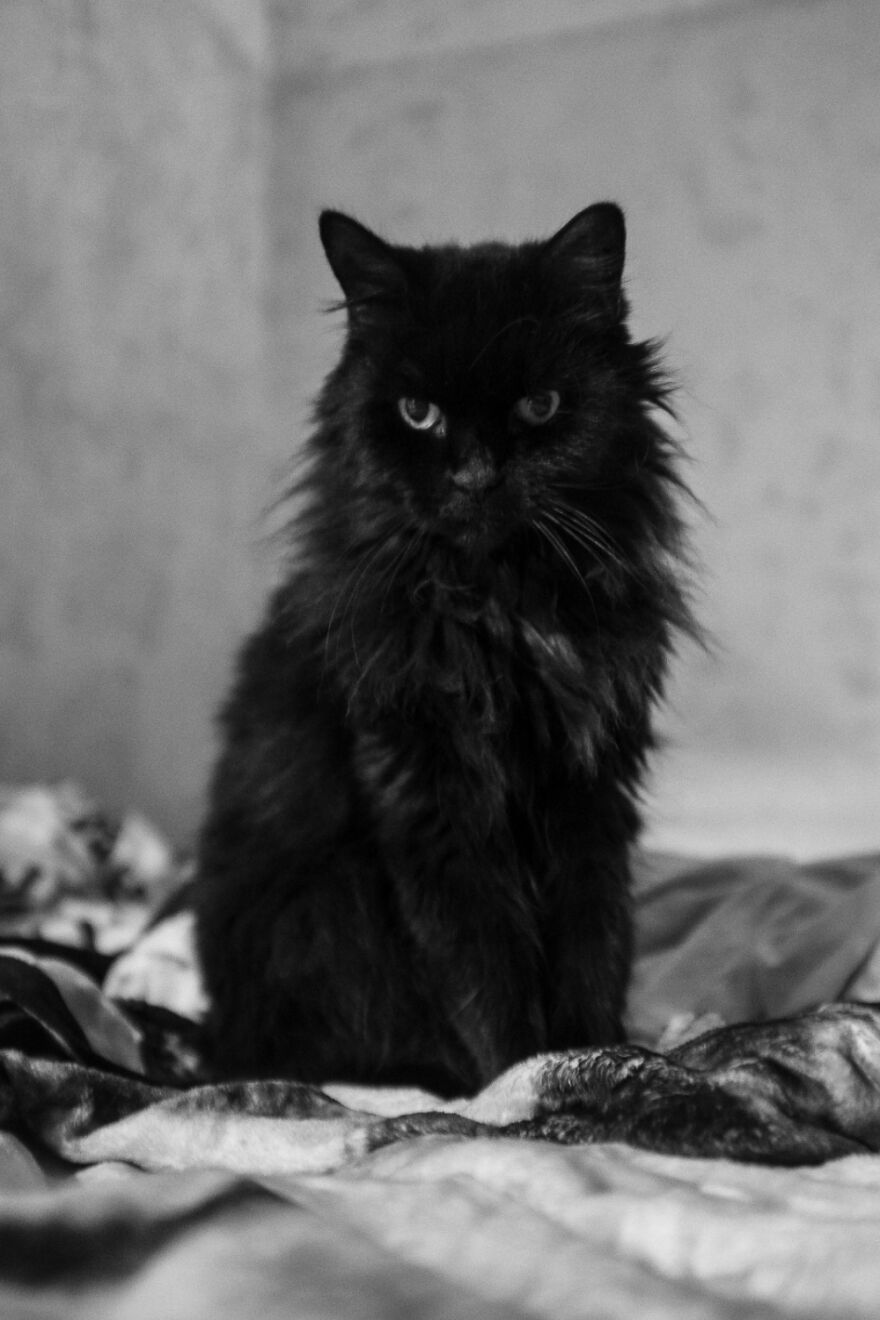 Gorilla, She Was 17 When We Lost Her A Month Ago.