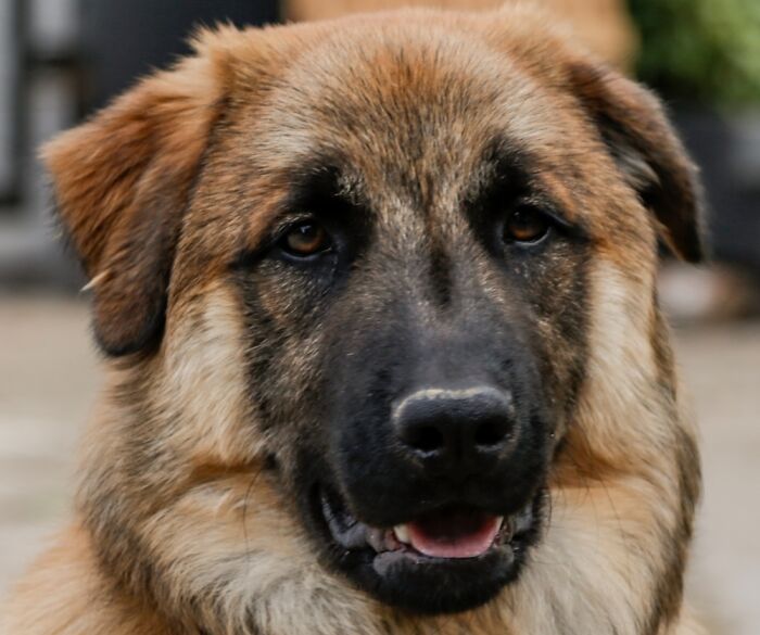 Dirty Nose After A Serious Dig