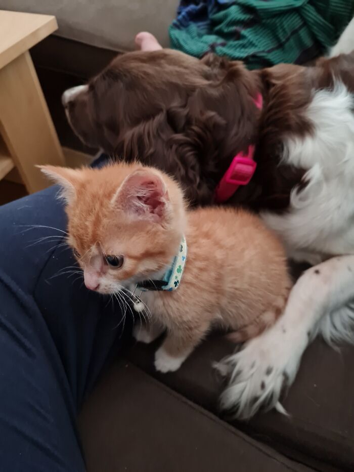 Our Senior Dog With Her New "Puppy" That She Absolutely Loves And Adores