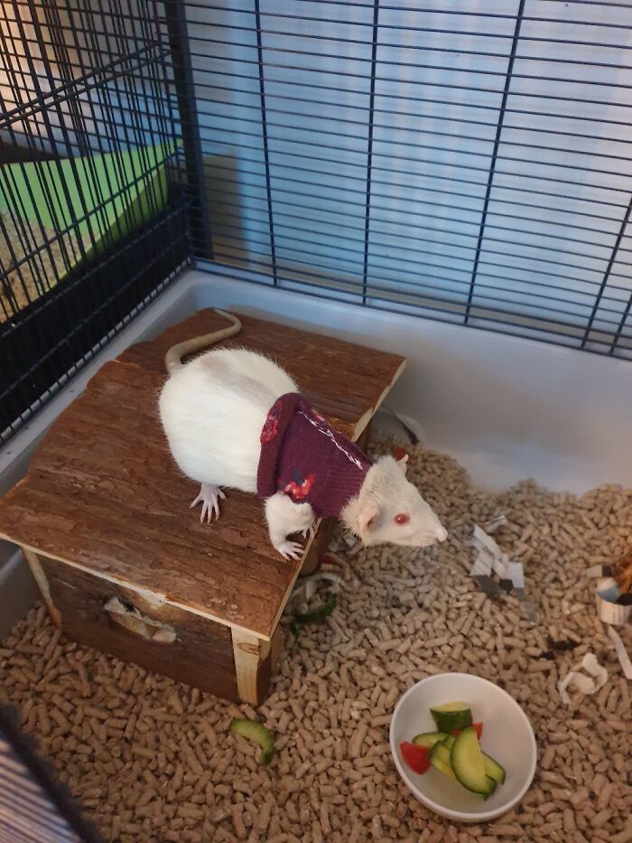 My Sweet Elin After Her Operation In Her Homemade(Made By Me) Recovery Clothing