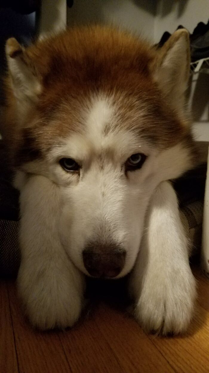 Denali - 11 Years Old