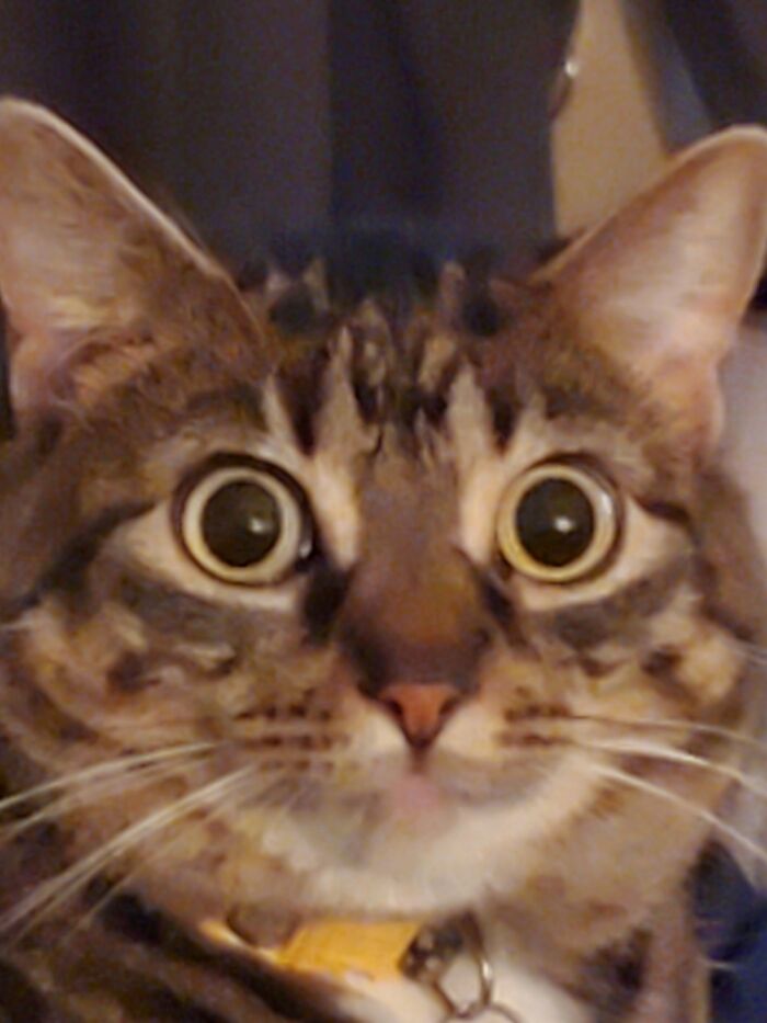 My Kitty Daisy. But In Reality Ahe Owns Me