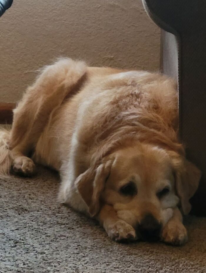 My Dog Stewart, Acting Pathetic...