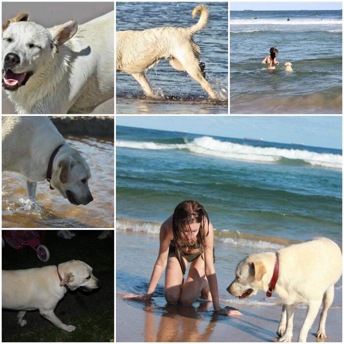 Milly Our Labrador. Passed Away May 2021. Lived In Wollongong 🇦🇺 I Was 12. X