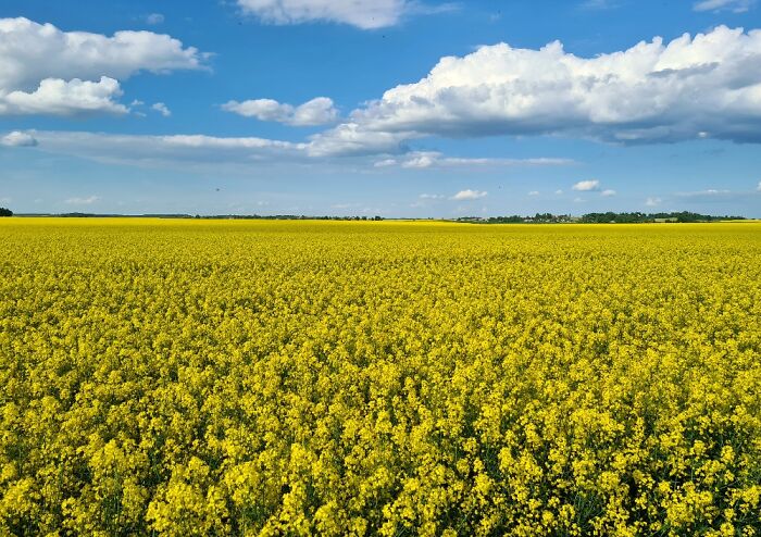 Lithuania Goes Yellow!