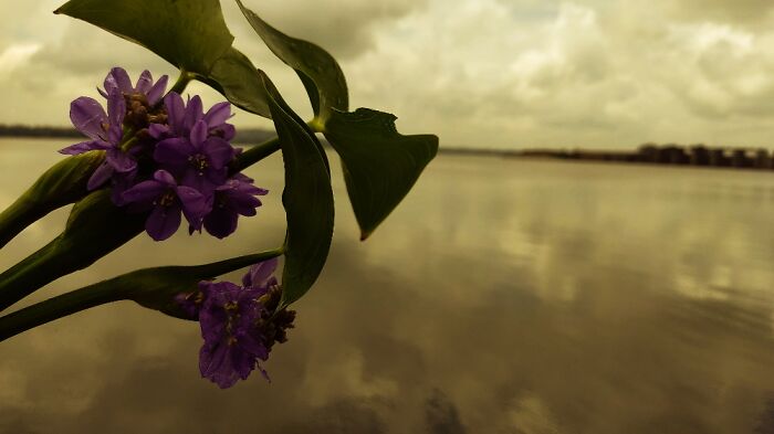 Lake And A Flower From It...