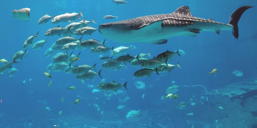 Georgia Aquarium, Atlanta
