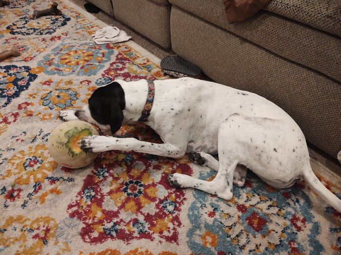Frida Just Enjoying The Cantaloupe She Stole From The Kitchen Moments Earlier