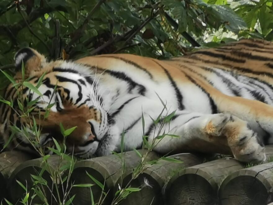 A Cat-Nap @ Paradise Wildlife Park, Hertfordshire