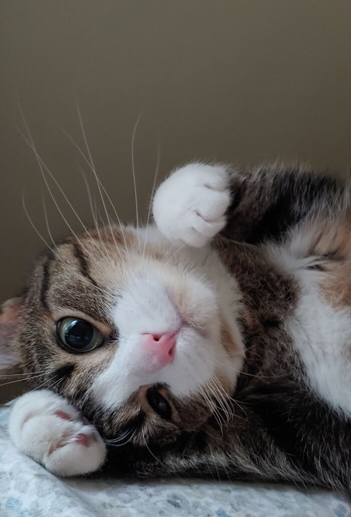 Happy Pink Nose! Loves Belly Rubs