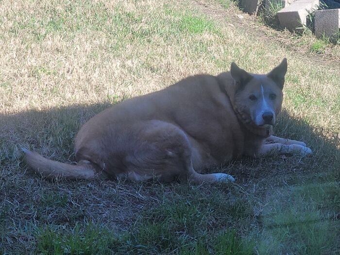Fido. 14 And Loving Food. Vet Finally Said - Fido Is Just Fat!!