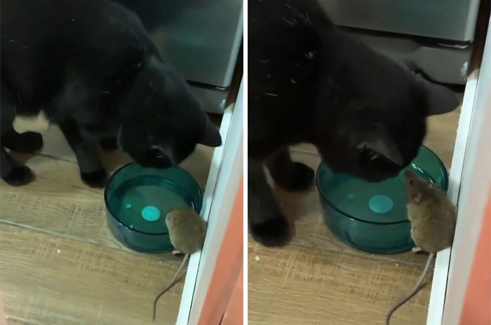 Se suponía que este gato tenía que atrapar a un ratón que vivía en la casa, pero acabaron haciéndose amigos