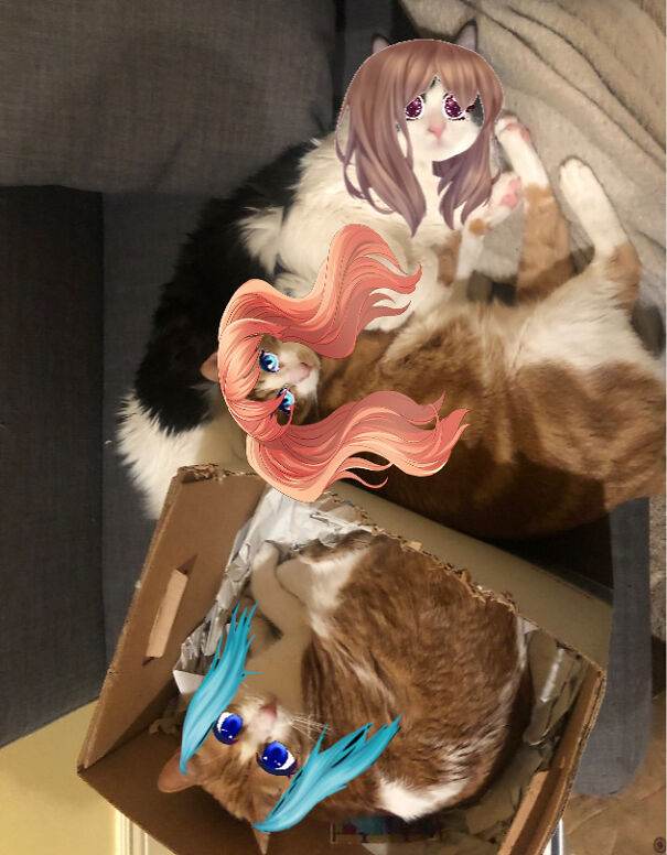 Anime Kittys 😸i Hope You Like Them Btw Your Cats Are So Cute!!! There Adorable!