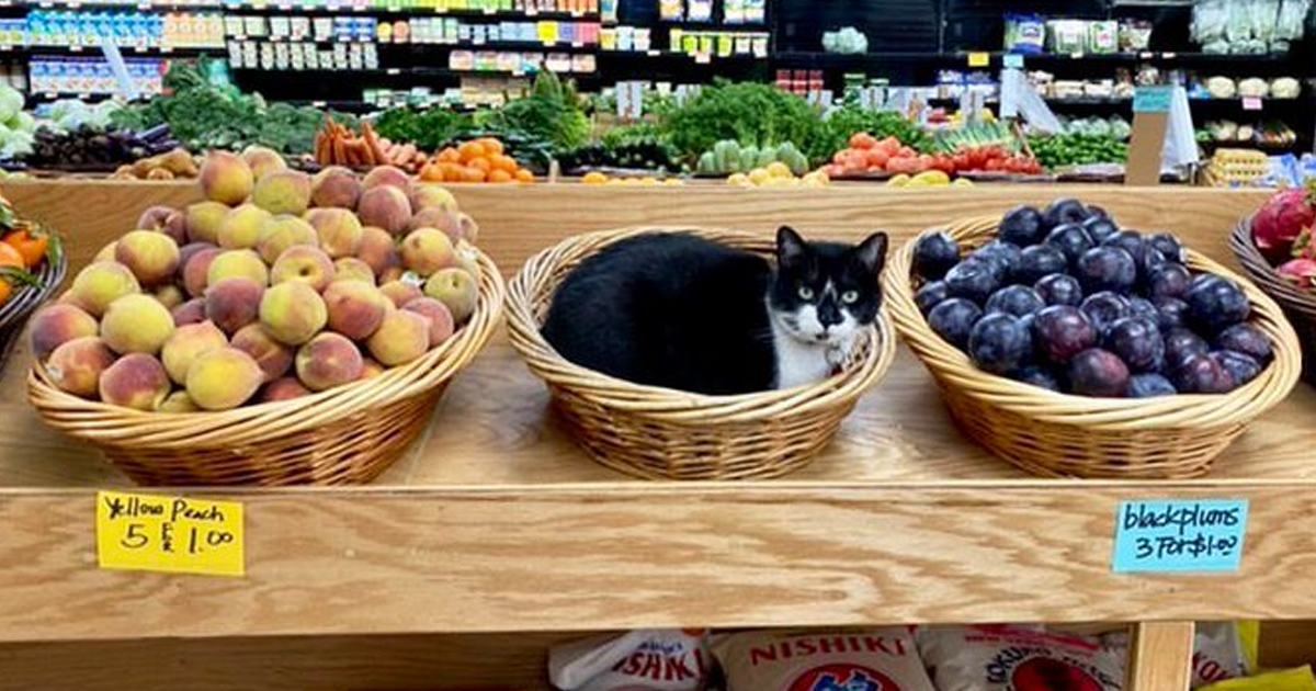 40 Lindos gatos que parecen los dueños de estas tiendas y bodegas (nuevas imágenes)