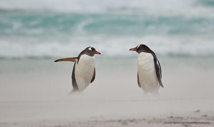 Pingüino señalando