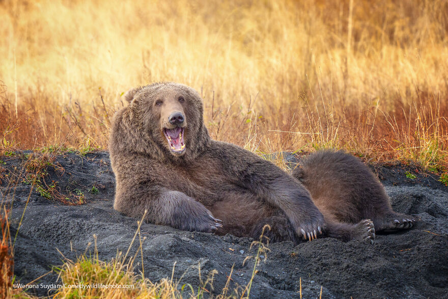 Draw Me Like One Of Your French Bears