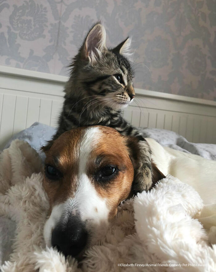 My Big Brother By Elizabeth Finney