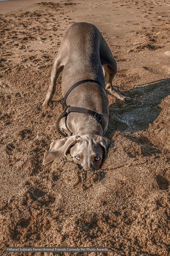 Ostrich Style By Manel Subirats Ferrer