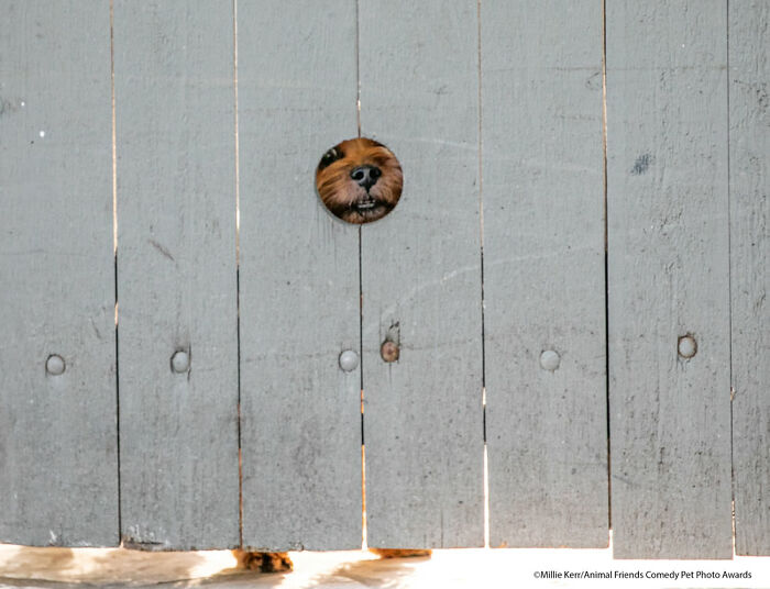 Peep Hole By Millie Kerr