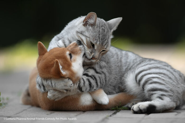 Embrace Of Love By Svetlana Pisareva