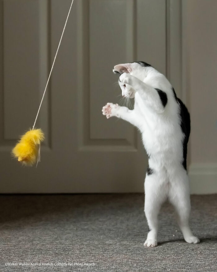 Grace Wins Gold In The Rythmic Gymnastics By Walker Walker