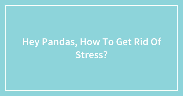 Hey Pandas, How To Get Rid Of Stress? (Closed)