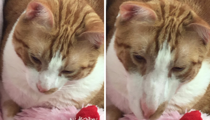 Hey Pandas, Photoshop My Cat (Closed)