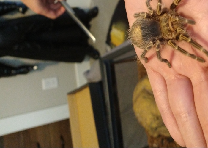 Hey Pandas, Photoshop My Spider (Closed)