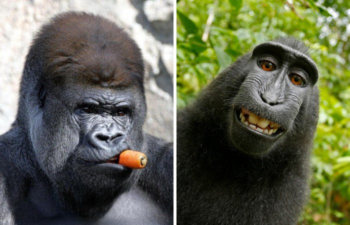 42 Funny Monkeys Behaving, Well, Like Monkeys