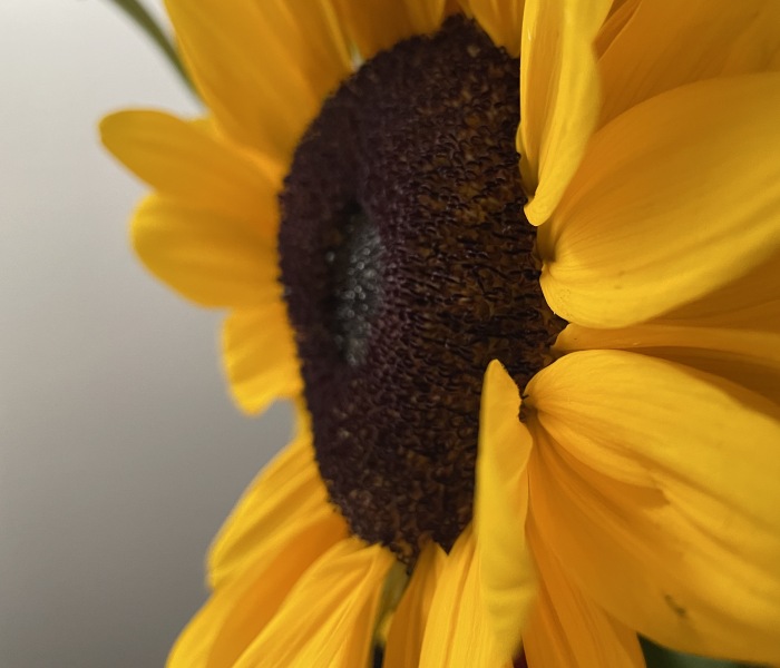 Hey Pandas, Post The Best Picture On Your Phone That You Took (Closed)