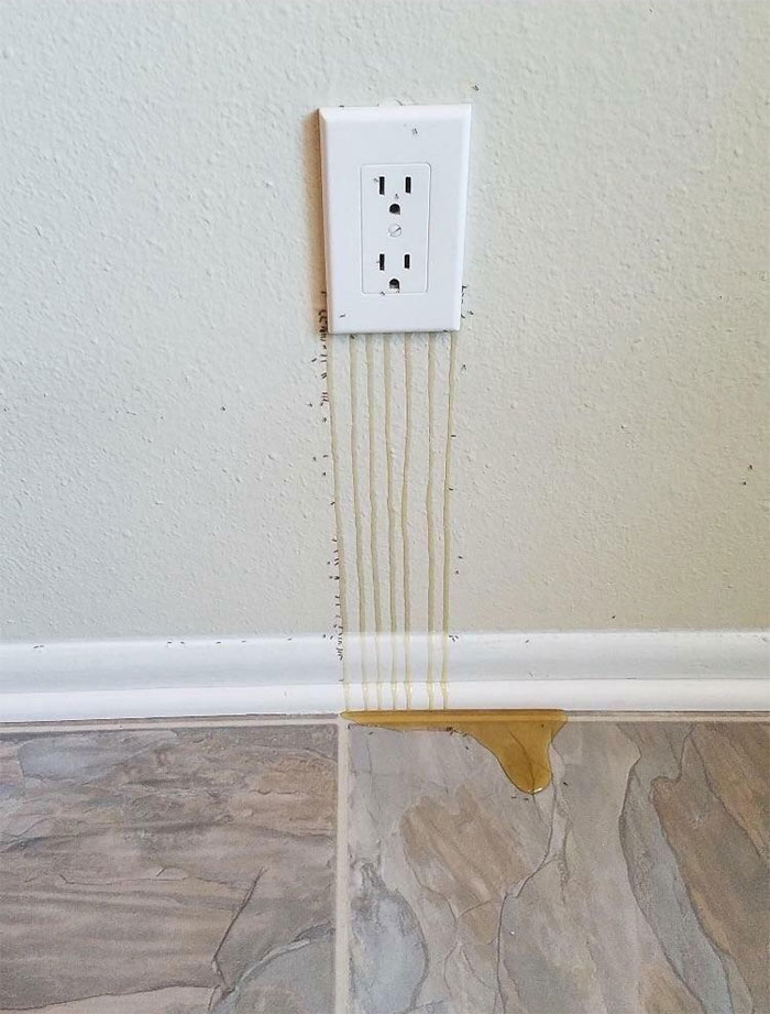 Honey From Bee Infestation