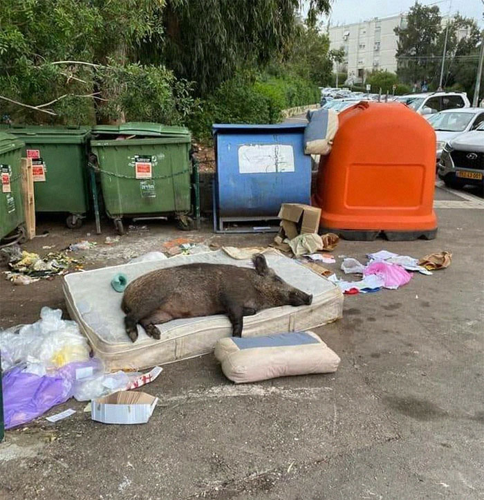 Wild boar lying on an old mattress near trash bins in a cluttered outdoor area from a weird Instagram account.