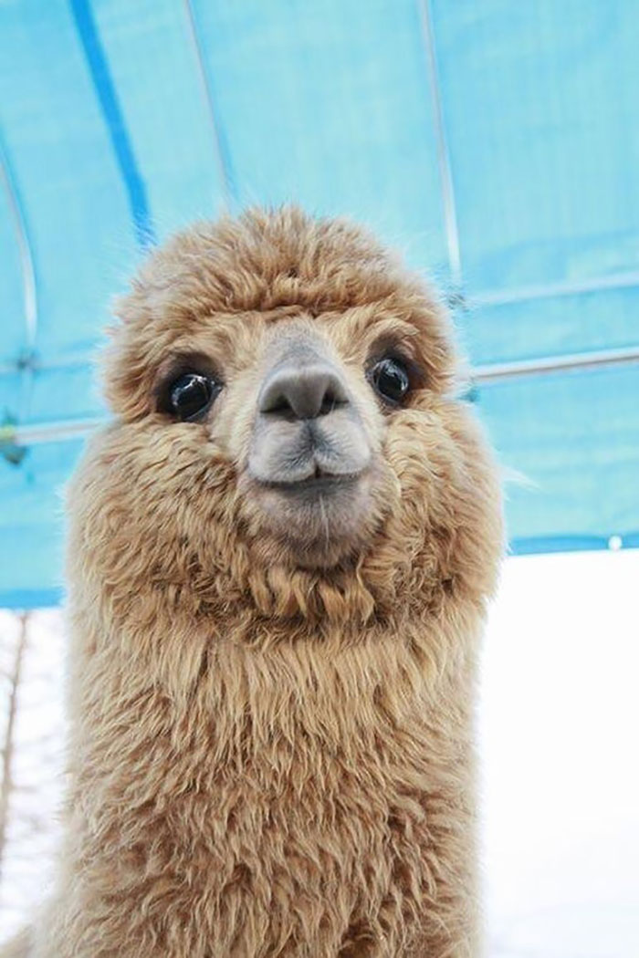 Adorable Alpaca