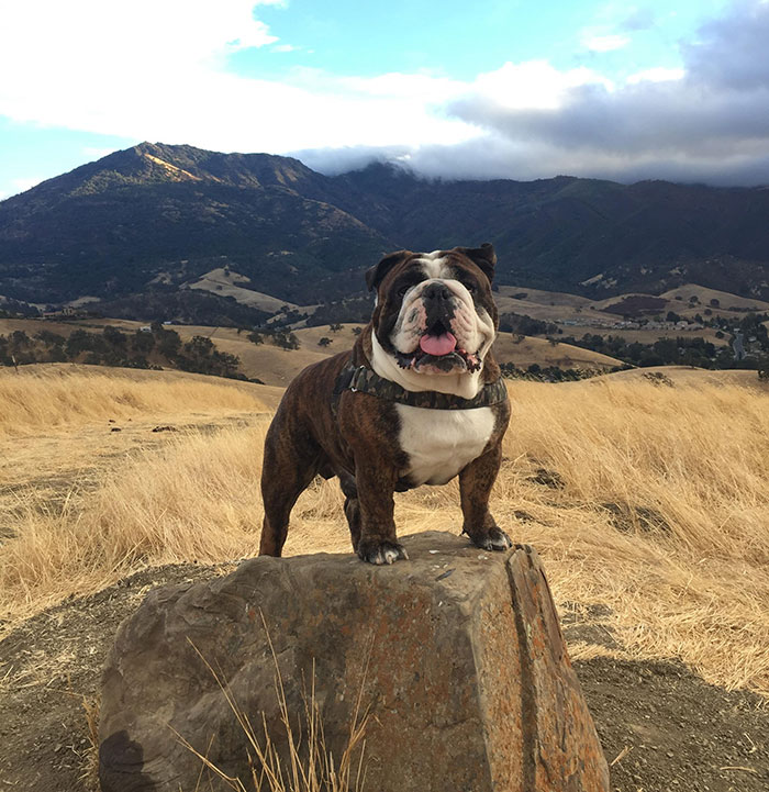 Single Greatest Pic I’ve Ever Taken Of Moose