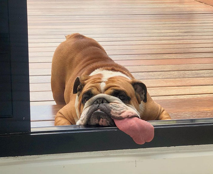 Good Morning From Goofy