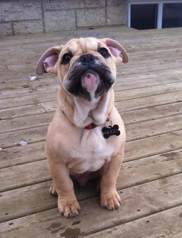Old English Bulldog Named Hugo Burrito