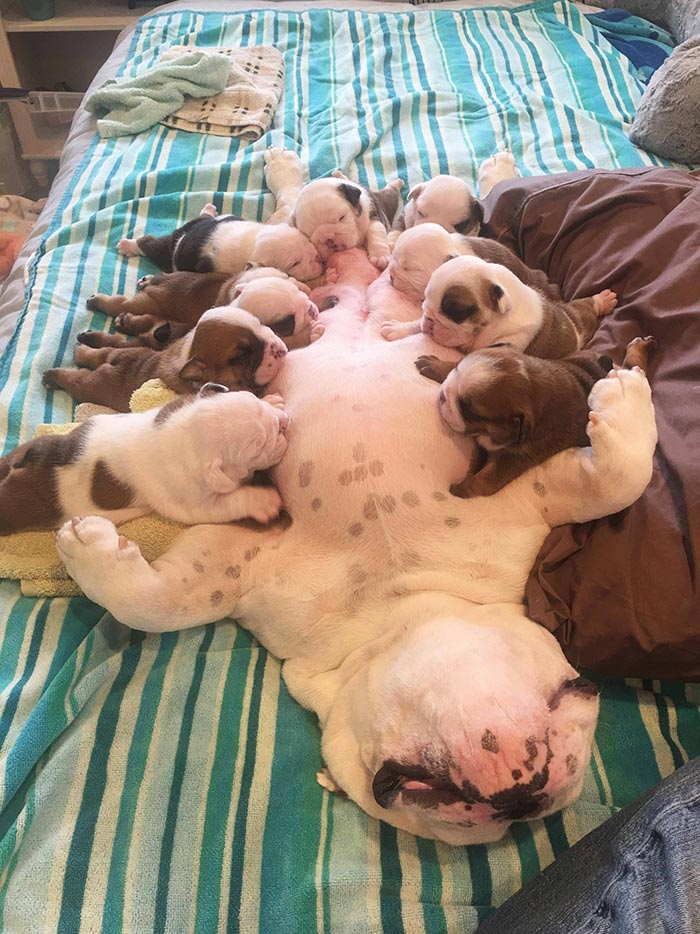 Bulldog Buffet