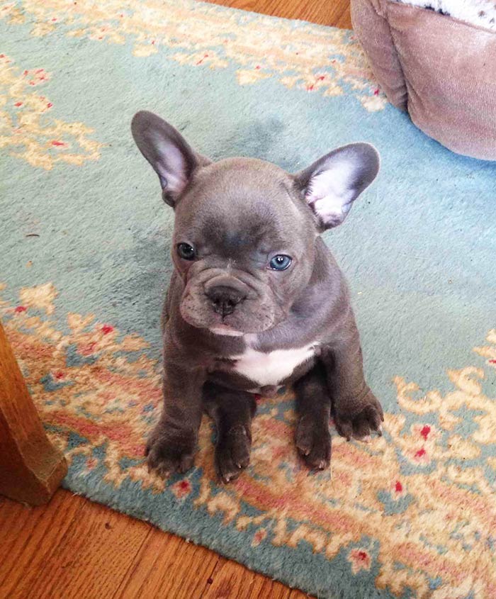 Grandma Got A New French Bulldog Puppy