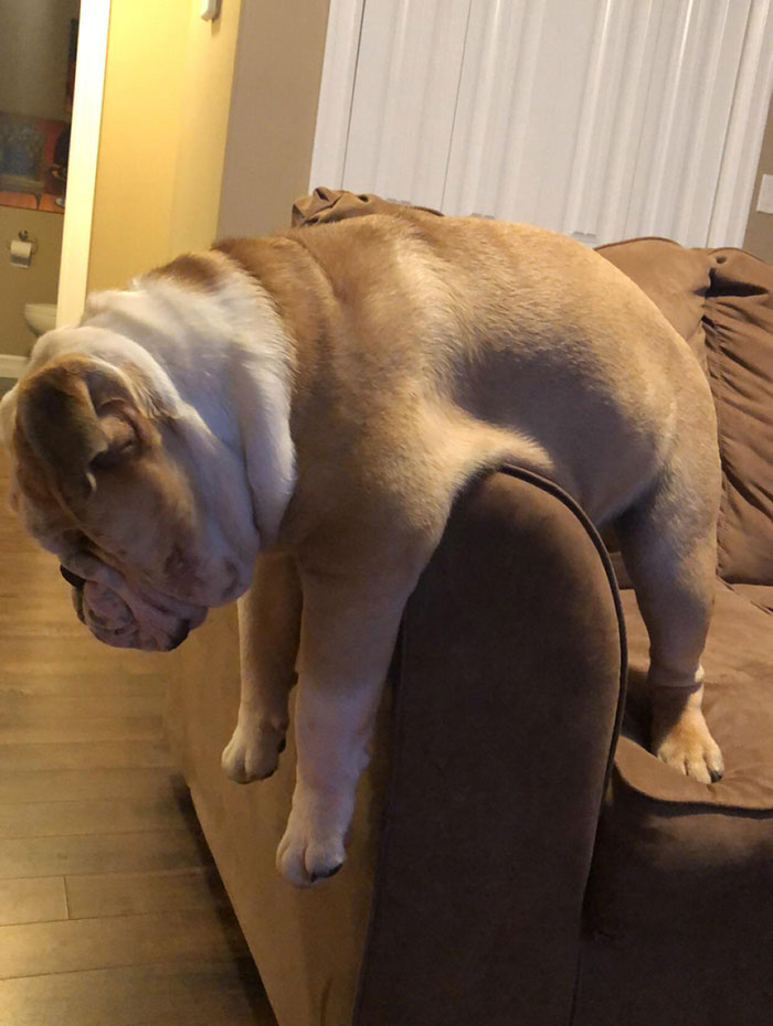 Duncan Got Attacked By Another Dog. Now He’s Depressed