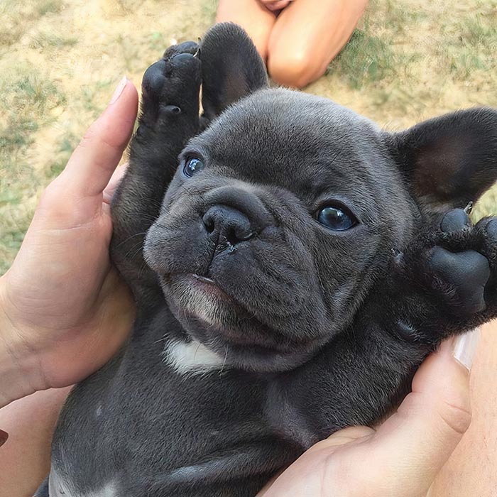 French Bulldog Puppy