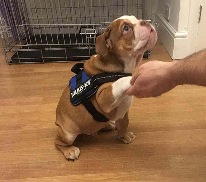 This Cute Bulldog Puppy